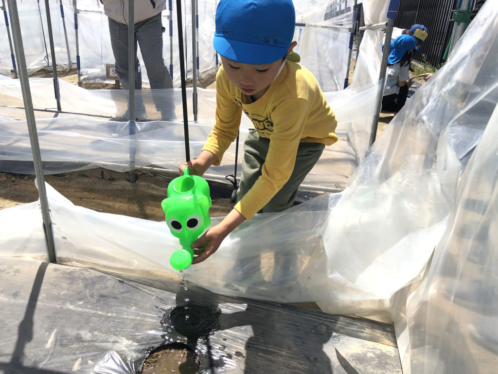 コットンプロジェクト 綿花の種まき 株式会社 近藤紡績所 コットンプロジェクト 綿花の種まき 株式会社 近藤紡績所