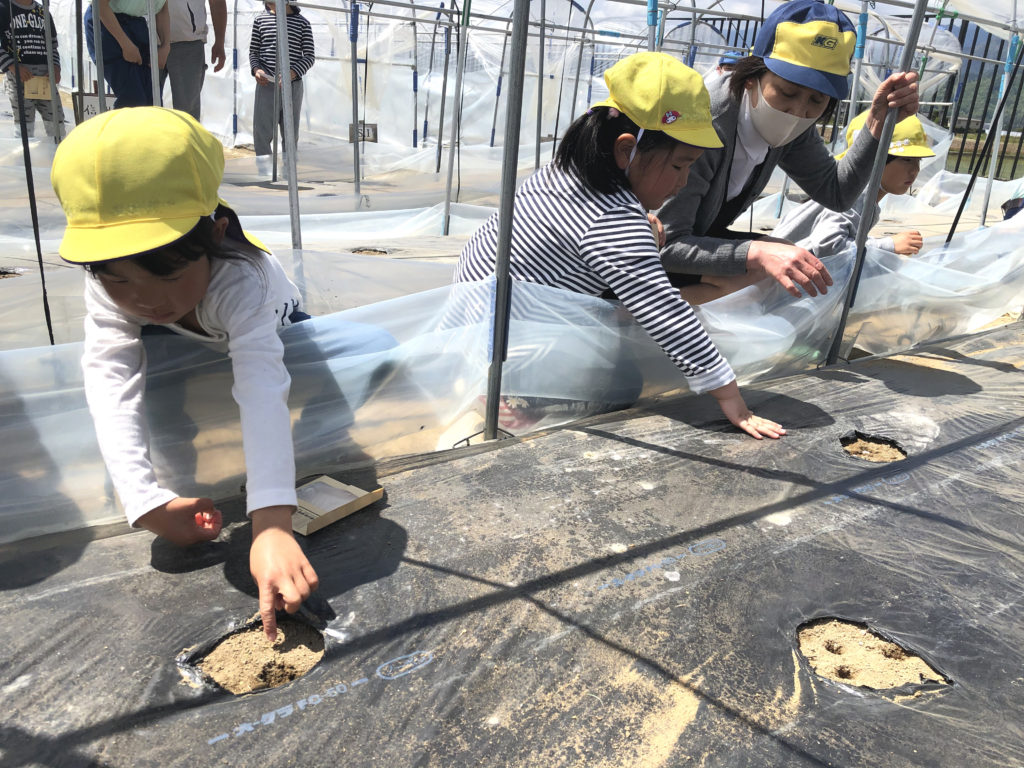 コットンプロジェクト 綿花の種まき 株式会社 近藤紡績所